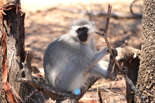 Kruger-national-park-vervet-monkey-male