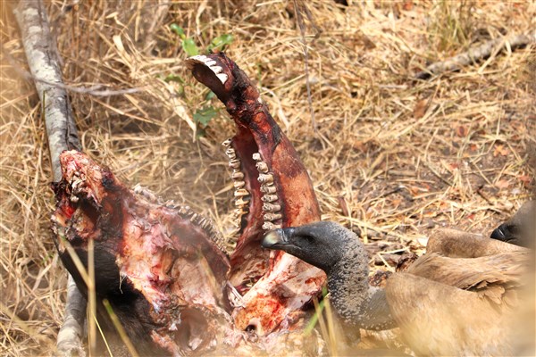 Kruger-national-park-white-backed-vulture-carcass