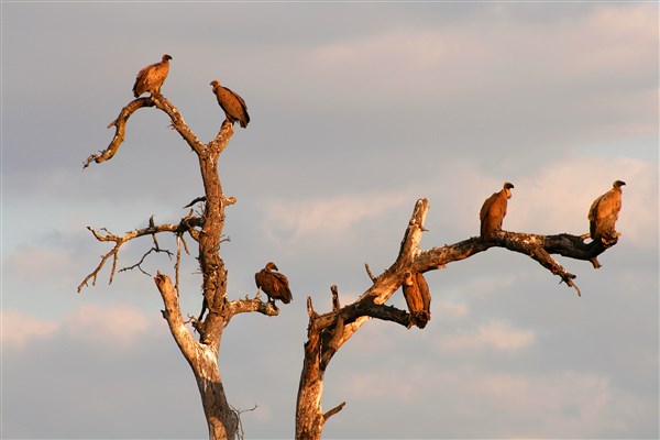 Kruger-national-park-white-backed-vultures-roosting