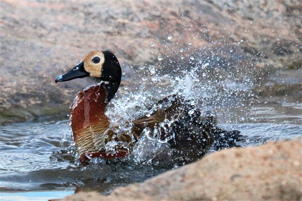Kruger-national-park-white-faced-duck-water