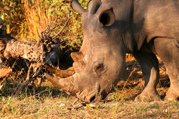 Kruger-national-park-white-rhino-couple