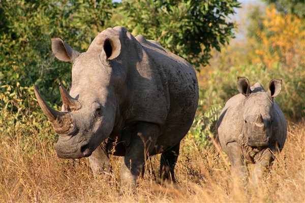 Kruger-national-park-white-rhino-cow-and-calf-portrait