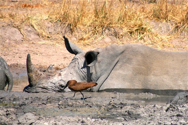 Kruger-national-park-white-rhino-wallowing-hammerkop-bird