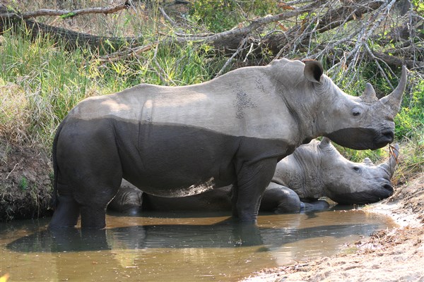Kruger-national-park-white-rhino-wallowing