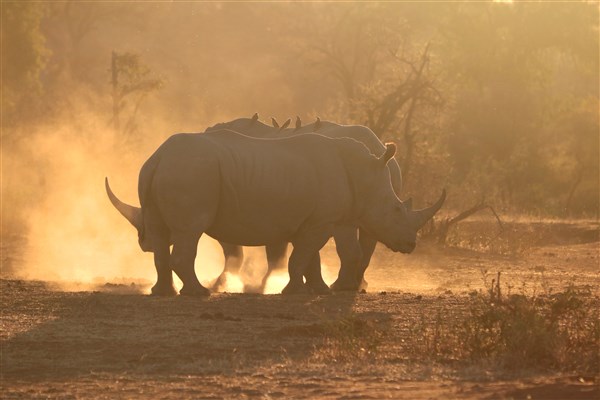 Kruger-national-park-white-rhinos-silhouette-sunset-dust