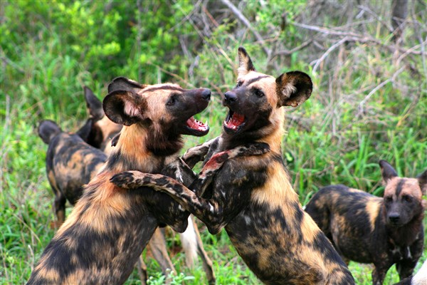 Kruger-national-park-wild-dogs-playing