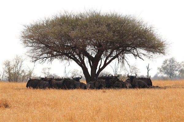 Kruger-national-park-wildebeest-herd-resting-in-shade