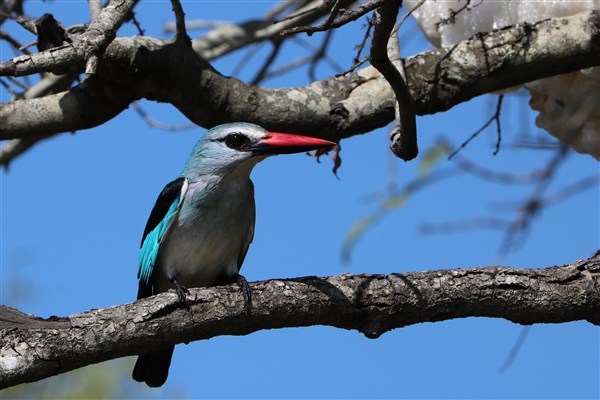 Kruger-national-park-woodland-kingfisher-colour