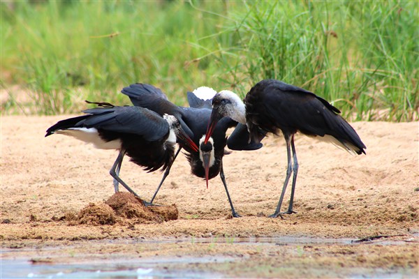 Kruger-national-park-woolly-necked-stork