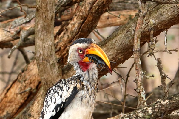 Kruger-national-park-yellow-billed-hornbill-centipede