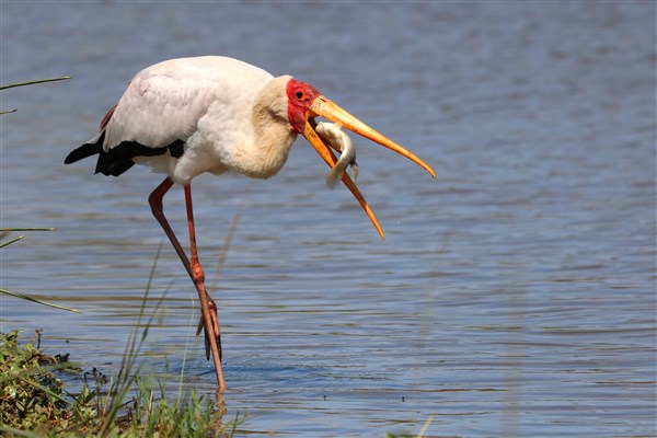 Kruger-national-park-yellow-billed-stork-eating-fish