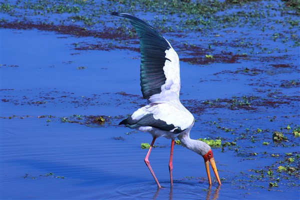 Kruger-national-park-yellow-billed-stork