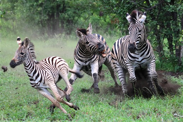 Kruger-national-park-zebra-fighting-action