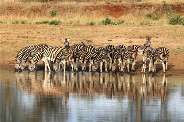 Kruger-national-park-zebra-herd-drinking