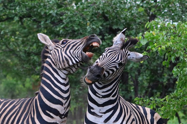 Kruger-national-park-zebra-males-fighting-closeup
