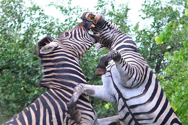 Kruger-national-park-zebra-males-fighting-closeup2