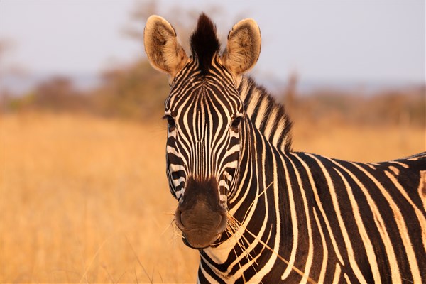 Kruger-national-park-zebra-portrait-closeup