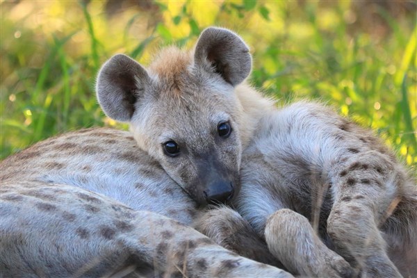 Kruger-national-spotted-hyena-cub