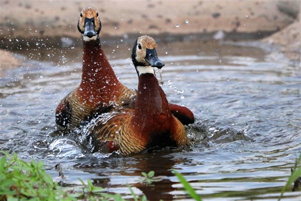 Kruger-park-white-faced-ducks-bathing