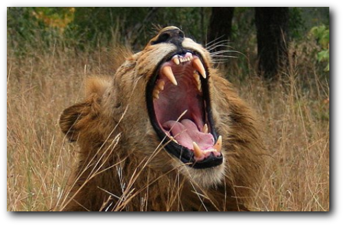 Male lion in Kruger Park