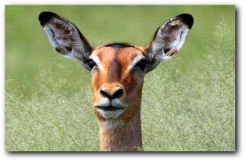 Impala ewe in Kruger