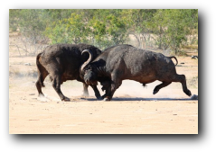 Kruger National Park bufallo bulls fighting