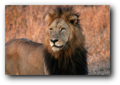 Kruger National Park pride male lion
