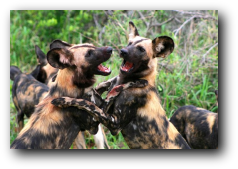 Kruger National Park wild dogs playing