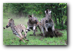 Kruger National Park zebra stallions fighting