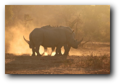 Kruger National Park white rhinos at sunset