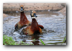 Kruger National Park white faced ducks bathing