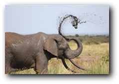 Kruger National Park elephant throwing mud