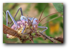 Kruger National Park armoured cricket