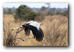 Kruger National Park secretary bird in flight