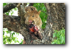 Kruger Park leopard on aardvark kill
