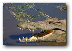 Kruger National Park crocodile sun basking