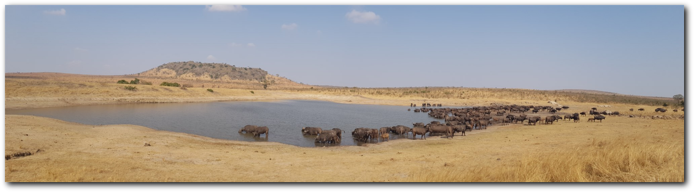 Kruger National Park buffalo herd at water hole