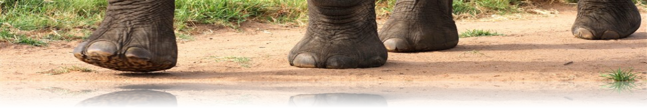Kruger National Park elephant feet walking