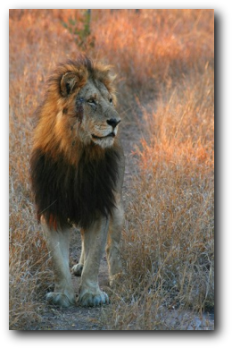 Male lion sunset Kruger National Park