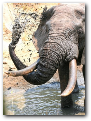 Elephant bull Kruger National Park