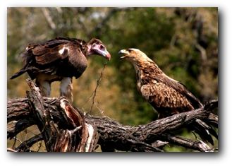 White-headed vulture and Tawny eagle near Satara Kruger National Park