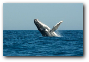 Whale watching in Mozambique