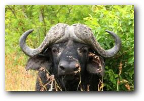 Kruger National Park, buffalo bull