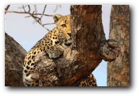 Kruger National Park, leopard in tree