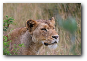 Kruger National Park, lioness hunting