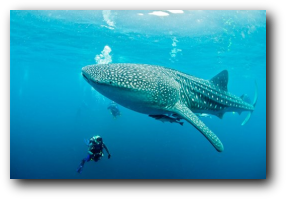 Mozambique, whale shark, scuba diving