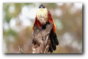 Tread Lightly Tours and Safaris - Burchell's Coucal