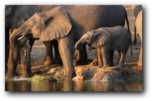 Elephant cow and calf drinking near Shingwedzi Camp Kruger National Park
