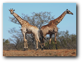 Giraffe - Kruger National Park near Bateleur