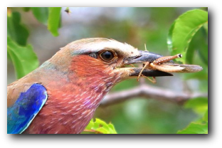 Lilac-breasted Roller - Kruger National Park